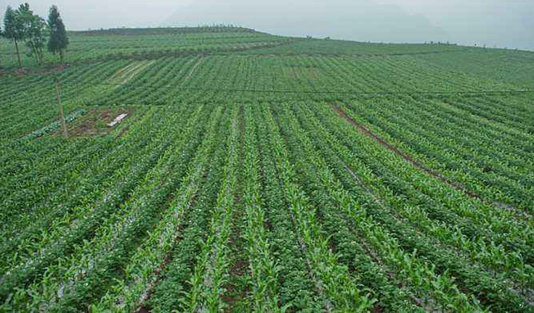 国家政策保障农业生产正常进行