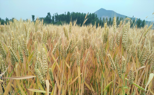 山东筹集奖补资金5000万 支持生物质能源推广应用重点县.jpg